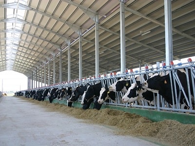Коровы в сельхоз ангаре